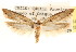  (Pyramidobela compulsa - CCDB-23272-C03)  @11 [ ] CreativeCommons - Attribution (2014) CBG Photography Group Centre for Biodiversity Genomics