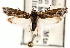  ( - CCDB-23272-D11)  @11 [ ] CreativeCommons - Attribution (2014) CBG Photography Group Centre for Biodiversity Genomics