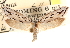  ( - CCDB-23272-E06)  @11 [ ] CreativeCommons - Attribution (2014) CBG Photography Group Centre for Biodiversity Genomics
