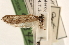  (Ethmia charybdis - CCDB-23272-F10)  @11 [ ] CreativeCommons - Attribution (2014) CBG Photography Group Centre for Biodiversity Genomics