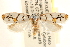  (Ethmia cypraeela - CCDB-23272-H09)  @14 [ ] CreativeCommons - Attribution (2014) CBG Photography Group Centre for Biodiversity Genomics