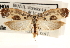  (Ethmia cypraspis - CCDB-23272-H11)  @15 [ ] CreativeCommons - Attribution (2014) CBG Photography Group Centre for Biodiversity Genomics