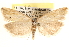  (Pelochrista abstemia - CCDB-22956-D03)  @14 [ ] CreativeCommons - Attribution (2014) CBG Photography Group Centre for Biodiversity Genomics