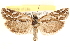  ( - CCDB-22956-G10)  @13 [ ] CreativeCommons - Attribution (2014) CBG Photography Group Centre for Biodiversity Genomics