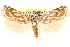  (Pelochrista optimana - CCDB-22956-H01)  @14 [ ] CreativeCommons - Attribution (2014) CBG Photography Group Centre for Biodiversity Genomics