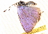  (Cupido amyntula - CCDB-22940-A06)  @11 [ ] CreativeCommons - Attribution (2014) CBG Photography Group Centre for Biodiversity Genomics