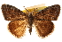  ( - CCDB-22941-G01)  @11 [ ] CreativeCommons - Attribution (2014) CBG Photography Group Centre for Biodiversity Genomics