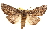  ( - CCDB-22941-G11)  @11 [ ] CreativeCommons - Attribution (2014) CBG Photography Group Centre for Biodiversity Genomics