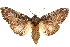  ( - CCDB-22941-H01)  @11 [ ] CreativeCommons - Attribution (2014) CBG Photography Group Centre for Biodiversity Genomics