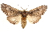  ( - CCDB-22941-H03)  @11 [ ] CreativeCommons - Attribution (2014) CBG Photography Group Centre for Biodiversity Genomics