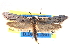  ( - CCDB-22942-A02)  @11 [ ] CreativeCommons - Attribution (2014) CBG Photography Group Centre for Biodiversity Genomics