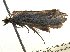  ( - CCDB-22942-A03)  @12 [ ] CreativeCommons - Attribution (2014) CBG Photography Group Centre for Biodiversity Genomics