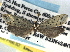  ( - CCDB-22942-B06)  @12 [ ] CreativeCommons - Attribution (2014) CBG Photography Group Centre for Biodiversity Genomics
