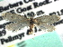  ( - CCDB-22942-B08)  @11 [ ] CreativeCommons - Attribution (2014) CBG Photography Group Centre for Biodiversity Genomics