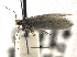  ( - CCDB-22942-B09)  @11 [ ] CreativeCommons - Attribution (2014) CBG Photography Group Centre for Biodiversity Genomics