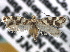  ( - CCDB-22942-B10)  @11 [ ] CreativeCommons - Attribution (2014) CBG Photography Group Centre for Biodiversity Genomics