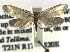  ( - CCDB-22942-B12)  @11 [ ] CreativeCommons - Attribution (2014) CBG Photography Group Centre for Biodiversity Genomics