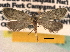  ( - CCDB-22942-D04)  @11 [ ] CreativeCommons - Attribution (2014) CBG Photography Group Centre for Biodiversity Genomics