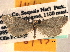  ( - CCDB-22942-D05)  @11 [ ] CreativeCommons - Attribution (2014) CBG Photography Group Centre for Biodiversity Genomics