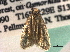  ( - CCDB-22942-D06)  @11 [ ] CreativeCommons - Attribution (2014) CBG Photography Group Centre for Biodiversity Genomics