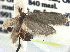  ( - CCDB-22942-E03)  @12 [ ] CreativeCommons - Attribution (2014) CBG Photography Group Centre for Biodiversity Genomics