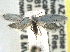  ( - CCDB-22942-E05)  @13 [ ] CreativeCommons - Attribution (2014) CBG Photography Group Centre for Biodiversity Genomics