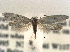 ( - CCDB-22942-E08)  @11 [ ] CreativeCommons - Attribution (2014) CBG Photography Group Centre for Biodiversity Genomics