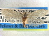  ( - CCDB-22942-E11)  @13 [ ] CreativeCommons - Attribution (2014) CBG Photography Group Centre for Biodiversity Genomics