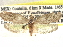  (Parategeticula - CCDB-22942-F02)  @14 [ ] CreativeCommons - Attribution (2014) CBG Photography Group Centre for Biodiversity Genomics