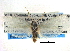  (Parategeticula tzoyatella - CCDB-22942-F06)  @14 [ ] CreativeCommons - Attribution (2014) CBG Photography Group Centre for Biodiversity Genomics