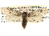  (Parategeticula elephantipella - CCDB-22942-G01)  @14 [ ] CreativeCommons - Attribution (2014) CBG Photography Group Centre for Biodiversity Genomics