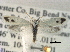  ( - CCDB-22942-G05)  @13 [ ] CreativeCommons - Attribution (2014) CBG Photography Group Centre for Biodiversity Genomics