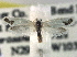  ( - CCDB-22942-G06)  @13 [ ] CreativeCommons - Attribution (2014) CBG Photography Group Centre for Biodiversity Genomics