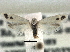  ( - CCDB-22942-G07)  @13 [ ] CreativeCommons - Attribution (2014) CBG Photography Group Centre for Biodiversity Genomics