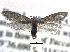  ( - CCDB-22942-G11)  @11 [ ] CreativeCommons - Attribution (2014) CBG Photography Group Centre for Biodiversity Genomics