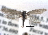  ( - CCDB-22942-G12)  @11 [ ] CreativeCommons - Attribution (2014) CBG Photography Group Centre for Biodiversity Genomics