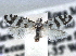  ( - CCDB-22942-H01)  @13 [ ] CreativeCommons - Attribution (2014) CBG Photography Group Centre for Biodiversity Genomics