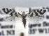  ( - CCDB-22942-H02)  @11 [ ] CreativeCommons - Attribution (2014) CBG Photography Group Centre for Biodiversity Genomics