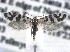  ( - CCDB-22942-H03)  @13 [ ] CreativeCommons - Attribution (2014) CBG Photography Group Centre for Biodiversity Genomics