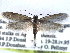  ( - CCDB-22942-H06)  @11 [ ] CreativeCommons - Attribution (2014) CBG Photography Group Centre for Biodiversity Genomics