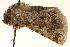  ( - CCDB-22944-B11)  @12 [ ] CreativeCommons - Attribution (2014) CBG Photography Group Centre for Biodiversity Genomics
