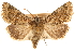  ( - CCDB-22944-C01)  @11 [ ] CreativeCommons - Attribution (2014) CBG Photography Group Centre for Biodiversity Genomics