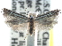  ( - CCDB-22945-B04)  @11 [ ] CreativeCommons - Attribution (2014) CBG Photography Group Centre for Biodiversity Genomics