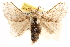  ( - CCDB-22945-F08)  @14 [ ] CreativeCommons - Attribution (2014) CBG Photography Group Centre for Biodiversity Genomics