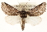  ( - CCDB-22947-B01)  @14 [ ] CreativeCommons - Attribution (2014) CBG Photography Group Centre for Biodiversity Genomics