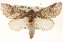  ( - CCDB-22947-B03)  @11 [ ] CreativeCommons - Attribution (2014) CBG Photography Group Centre for Biodiversity Genomics