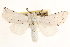  ( - CCDB-22947-C04)  @11 [ ] CreativeCommons - Attribution (2014) CBG Photography Group Centre for Biodiversity Genomics