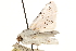  ( - CCDB-22947-C07)  @11 [ ] CreativeCommons - Attribution (2014) CBG Photography Group Centre for Biodiversity Genomics