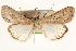  ( - CCDB-22947-D05)  @11 [ ] CreativeCommons - Attribution (2014) CBG Photography Group Centre for Biodiversity Genomics