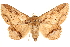  ( - CCDB-22947-D06)  @11 [ ] CreativeCommons - Attribution (2014) CBG Photography Group Centre for Biodiversity Genomics